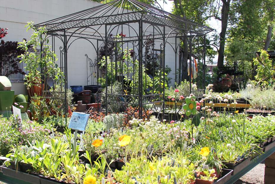 Plant Nursery-Garden